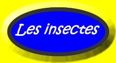 Learn the name of some insects in French