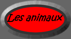 Describe your animals
